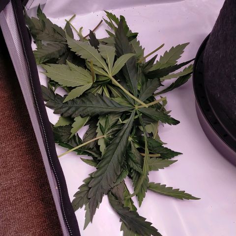 Trichome Orchards growlog timeline photo