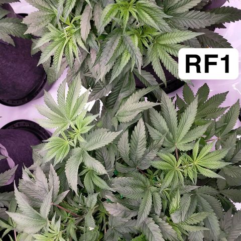 Trichome Orchards growlog timeline photo
