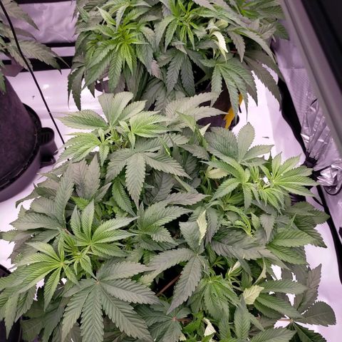 Trichome Orchards growlog photo: 8hours since watering