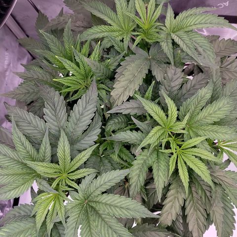 Trichome Orchards growlog photo: 8hours since watering