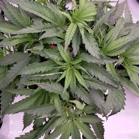 Trichome Orchards growlog photo: 8hours since watering