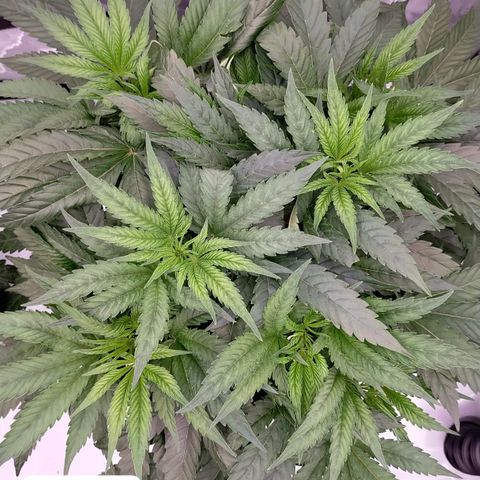 Trichome Orchards growlog photo: 8hours since watering