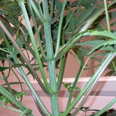 Trichome Orchards growlog timeline photo
