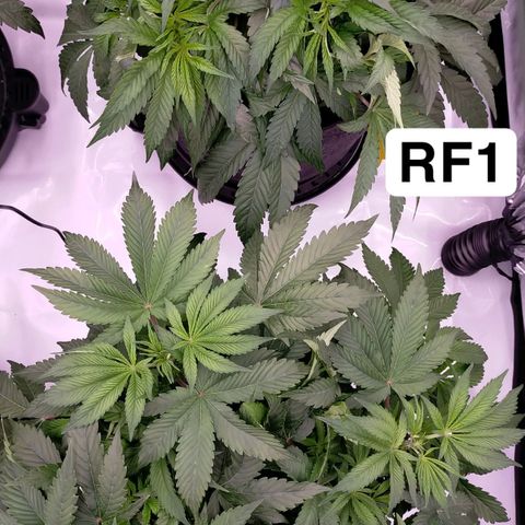 Trichome Orchards growlog timeline photo