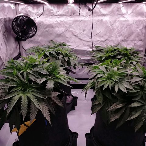 Trichome Orchards growlog photo: 8hours since watering