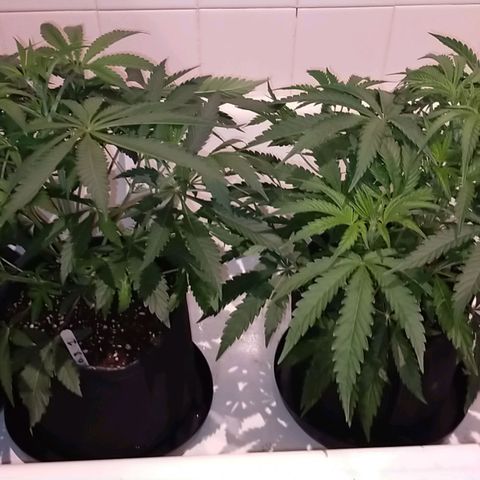 Trichome Orchards growlog timeline photo