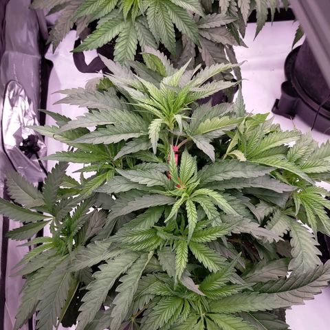 Trichome Orchards growlog photo: 8hours since watering
