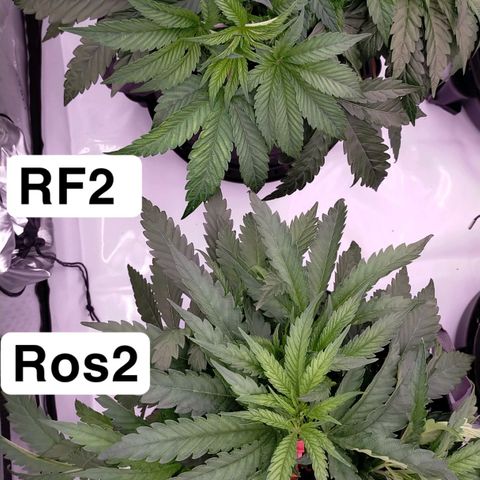 Trichome Orchards growlog timeline photo