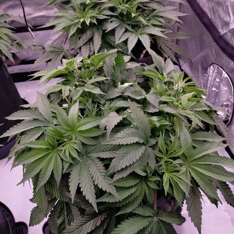 Trichome Orchards growlog photo: 8hours since watering