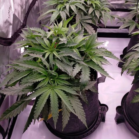 Trichome Orchards growlog photo: 8hours since watering