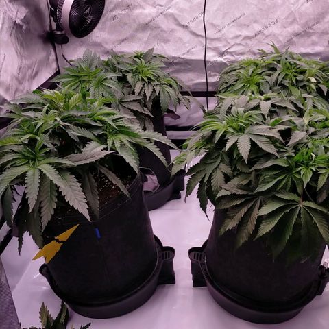 Trichome Orchards growlog photo: 8hours since watering