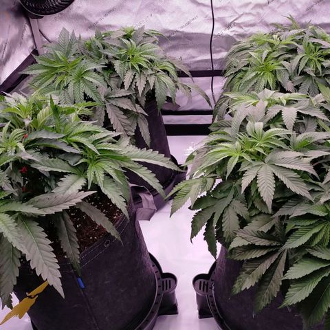 Trichome Orchards growlog timeline photo