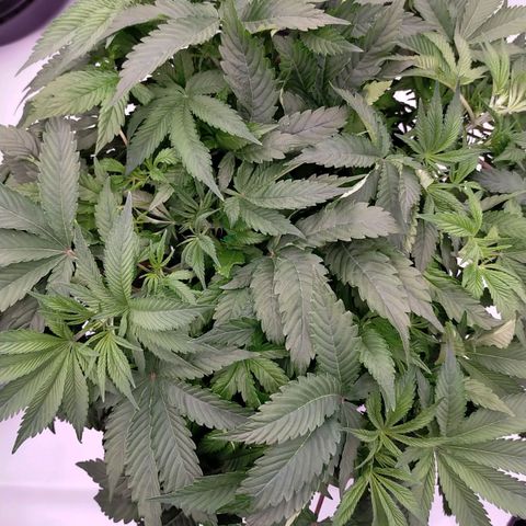 Trichome Orchards growlog photo: 8hours since watering