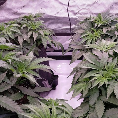 Trichome Orchards growlog timeline photo