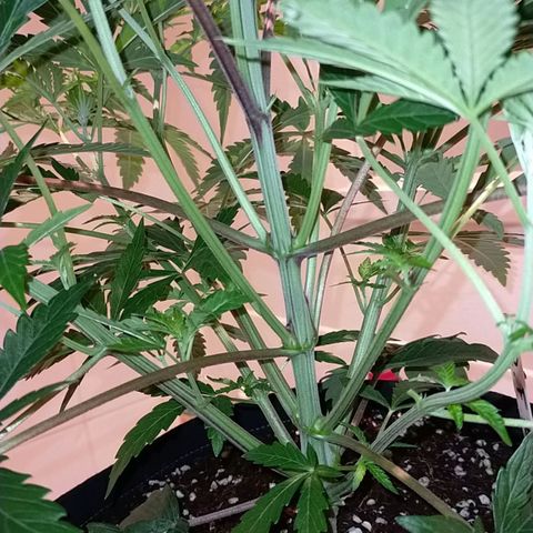 Trichome Orchards growlog timeline photo