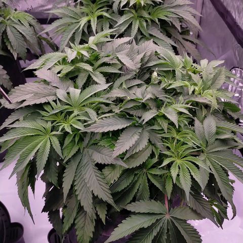 Trichome Orchards growlog photo: Elevated pots on the self watering bases (only using for runoff tray atm)