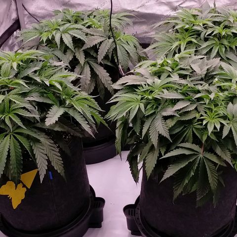 Trichome Orchards growlog photo: Elevated pots on the self watering bases (only using for runoff tray atm)