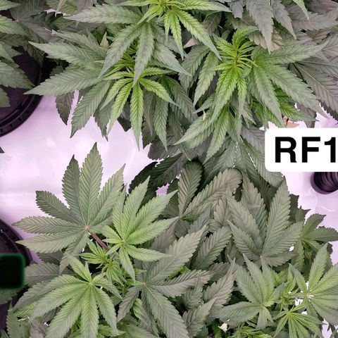 Trichome Orchards growlog photo: Elevated pots on the self watering bases (only using for runoff tray atm)