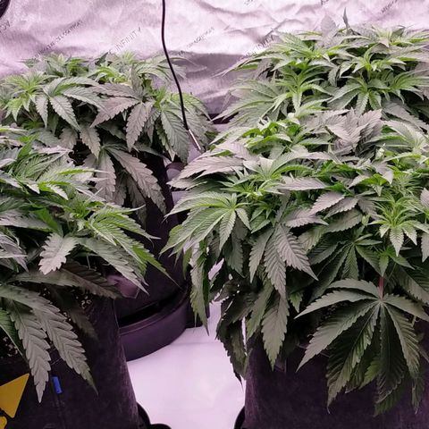 Trichome Orchards growlog photo: Elevated pots on the self watering bases (only using for runoff tray atm)