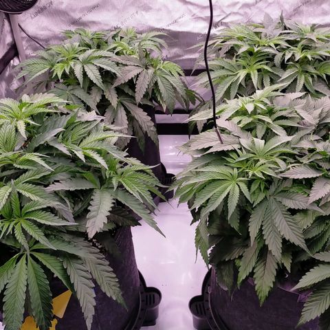 Trichome Orchards growlog photo: Elevated pots on the self watering bases (only using for runoff tray atm)