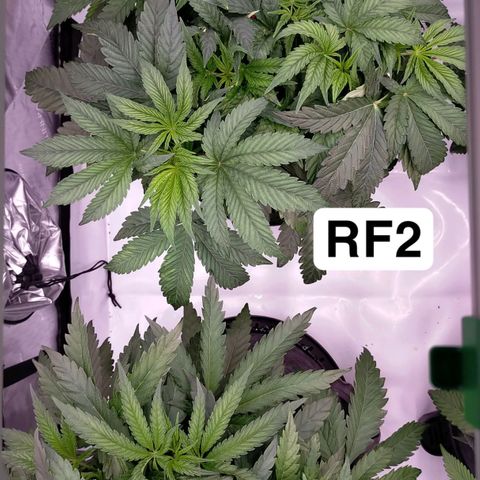 Trichome Orchards growlog photo: Elevated pots on the self watering bases (only using for runoff tray atm)
