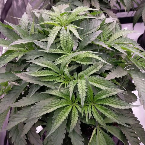 Trichome Orchards growlog photo: Elevated pots on the self watering bases (only using for runoff tray atm)