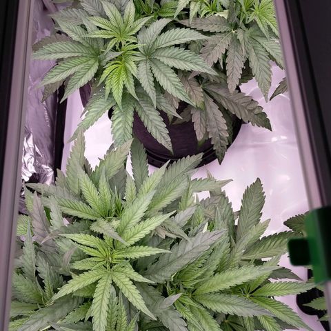 Trichome Orchards growlog photo: Before defol