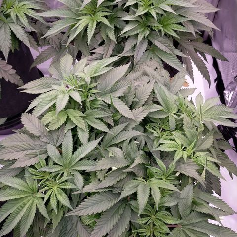 Trichome Orchards growlog photo: Before defol