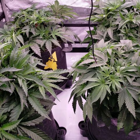 Trichome Orchards growlog photo: After defol 