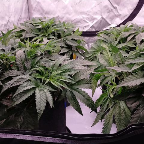 Trichome Orchards growlog photo: After defol 