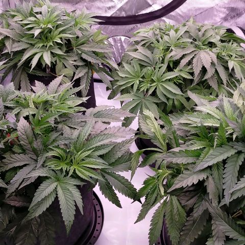 Trichome Orchards growlog photo: After defol 