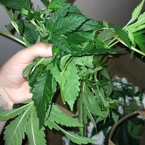 Trichome Orchards growlog photo: After defol 