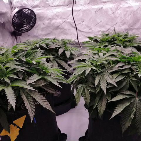 Trichome Orchards growlog photo: Before defol