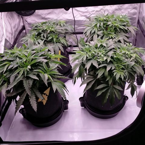 Trichome Orchards growlog timeline photo