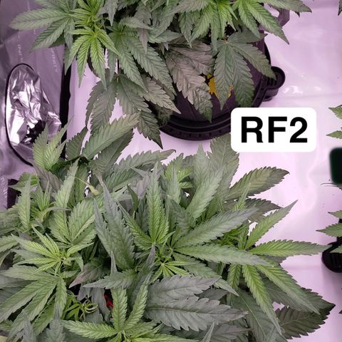 Trichome Orchards growlog timeline photo