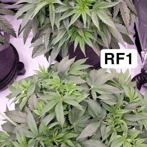 Trichome Orchards growlog timeline photo