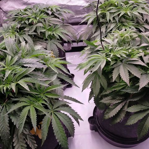 Trichome Orchards growlog timeline photo