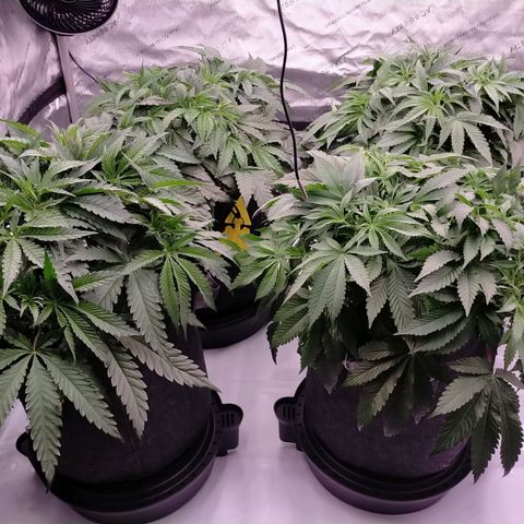Trichome Orchards growlog photo: After defol