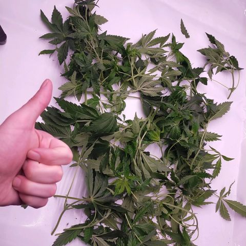 Trichome Orchards growlog photo: After defol