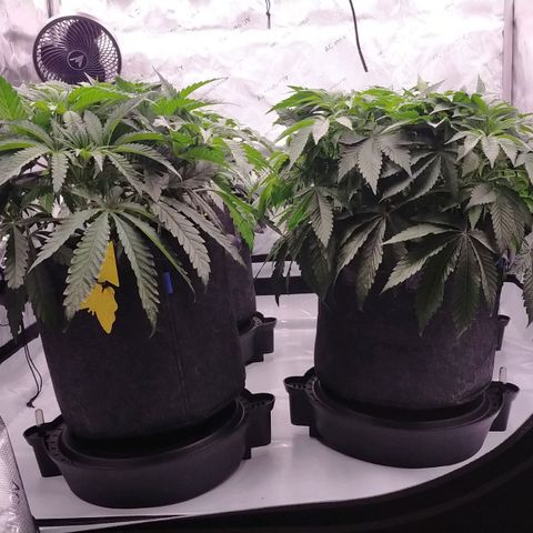 Trichome Orchards growlog timeline photo