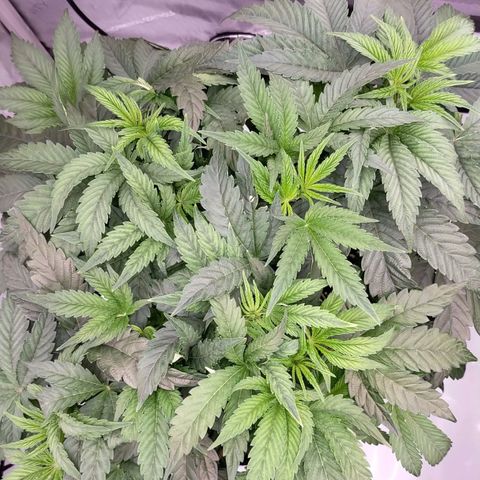 Trichome Orchards growlog timeline photo
