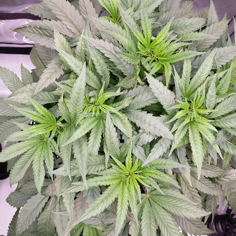 Trichome Orchards growlog timeline photo
