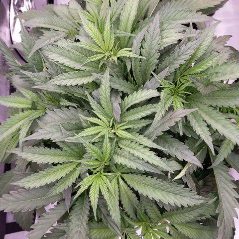 Trichome Orchards growlog timeline photo
