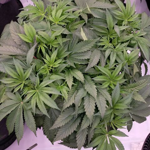 Trichome Orchards growlog timeline photo