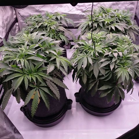 Trichome Orchards growlog timeline photo
