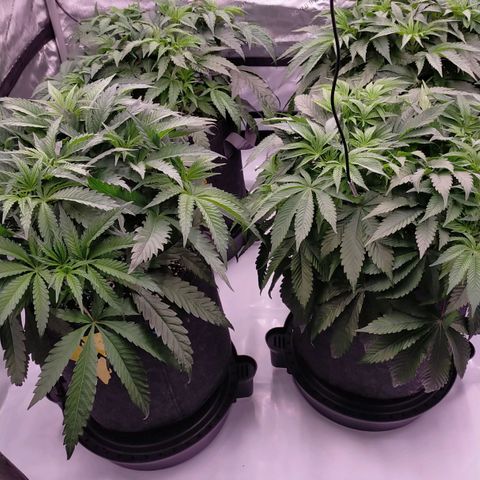 Trichome Orchards growlog timeline photo
