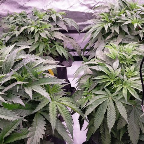 Trichome Orchards growlog timeline photo