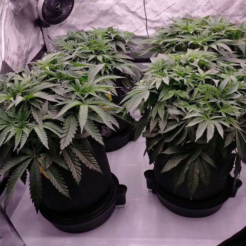 Trichome Orchards growlog timeline photo