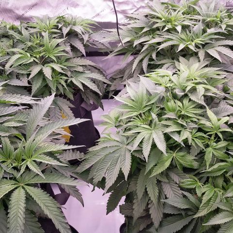 Trichome Orchards growlog timeline photo
