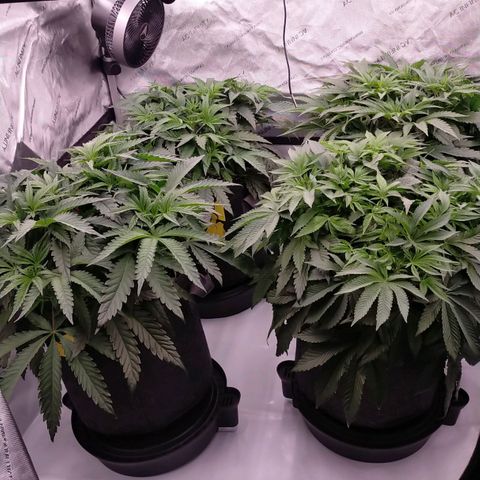 Trichome Orchards growlog timeline photo